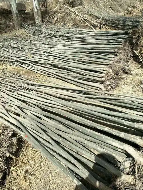 1公分新疆杨 基地2公分新疆杨小苗价格 新疆杨小苗一年生,规格1公分