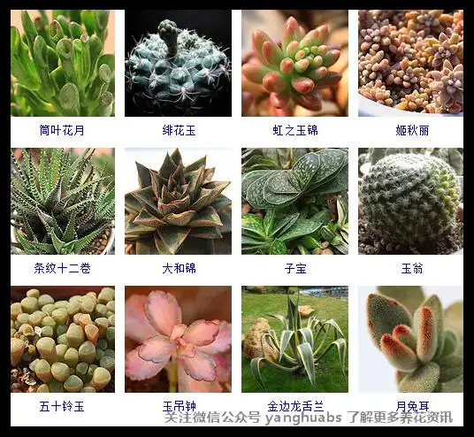史上最全的多肉植物品种200种