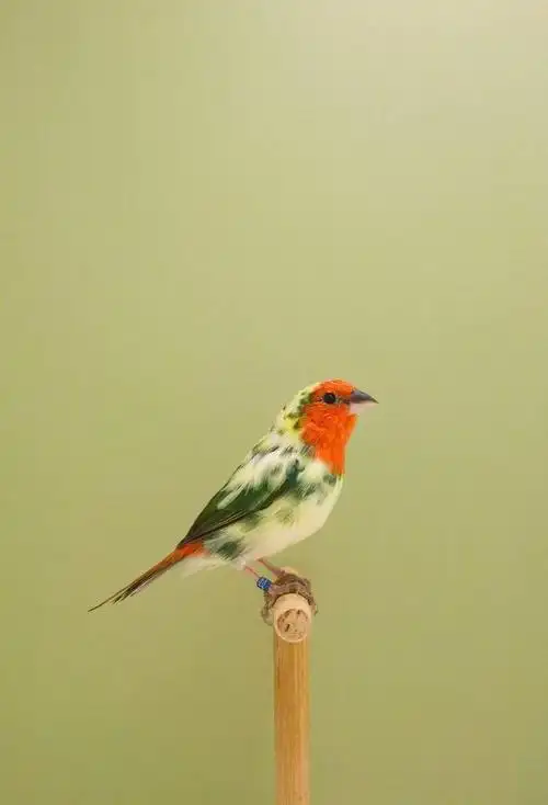 好看的鸟 美腻的色彩|luke stephenson