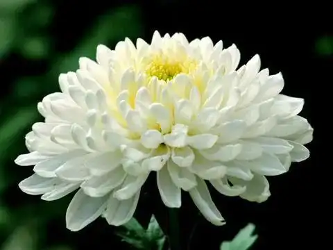 亲人真的已经走远,我只是还在怀念他们生前的容颜.