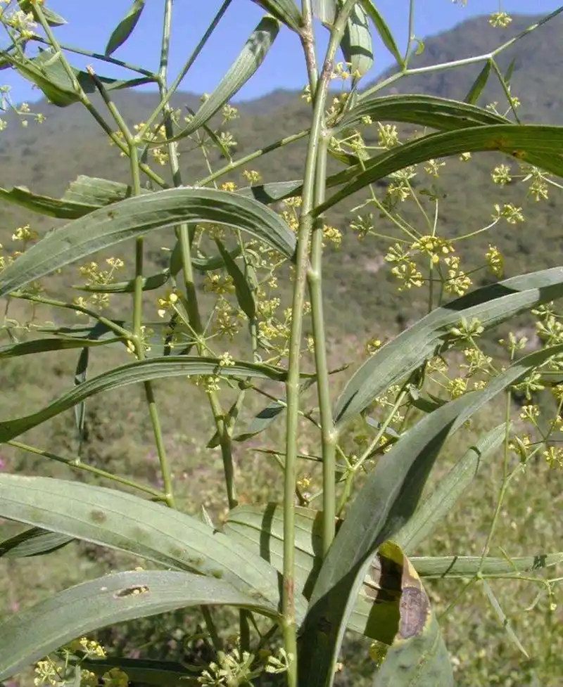 中药的民间传说故事,柴胡