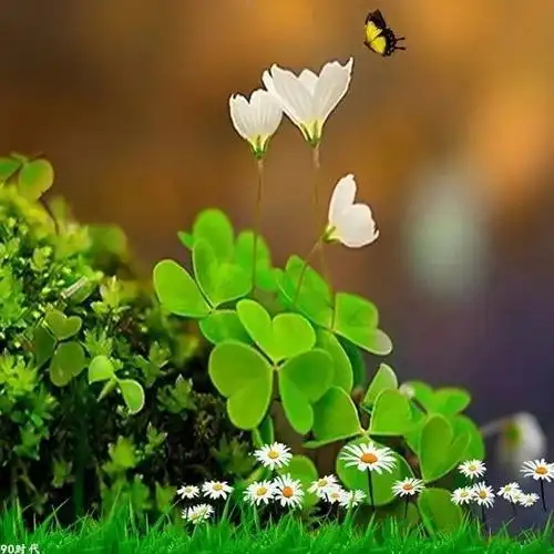 漂亮花朵头像图片