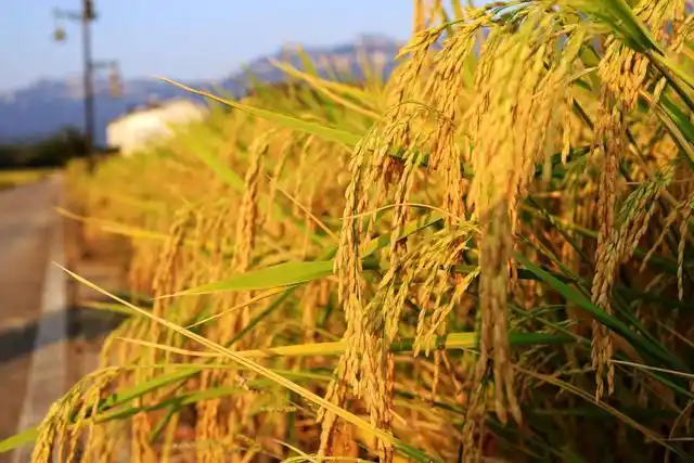 丰收的喜悦!湖北宜昌夷陵区分乡南垭村,又是一年丰收季