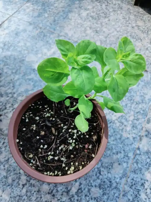 花友送的矮牵牛种子,播了两次,终于活下这么几颗,也不知道现在的季节