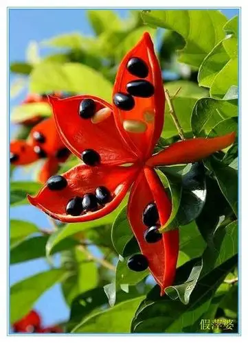 【老兵】一组世界上最罕见的花卉