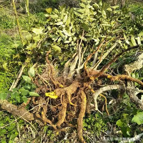 药材黄柏有哪些功效?