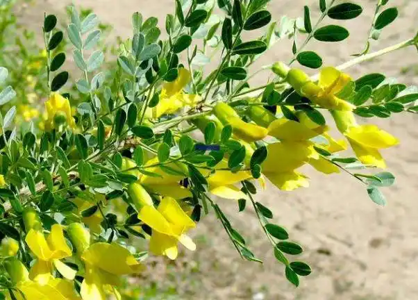 带你进一步了解锦鸡儿!