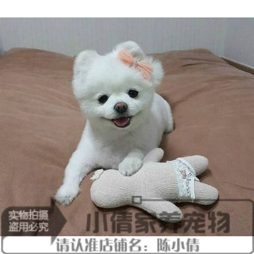特价宠物狗博美幼犬 活体 纯白色_纯种宠物狗博美幼犬俊介博美狗袖珍
