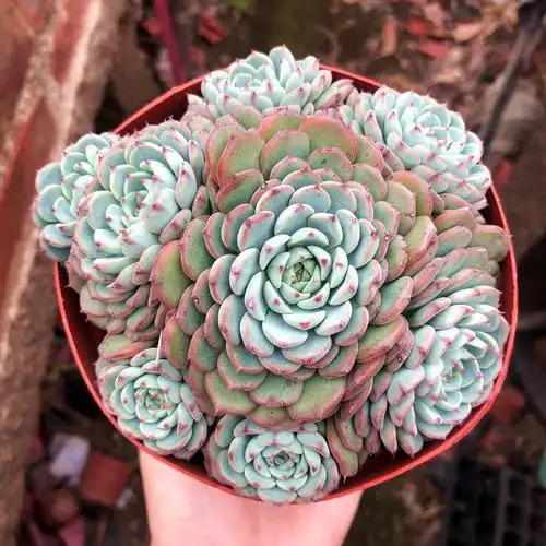 蓝姬莲老桩爆盆包邮多植物办公室绿植花卉盆栽防辐射多肉植物