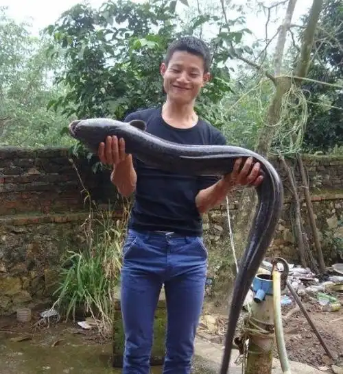 农村男子意外捕获一条巨型"怪鱼",农村老人却说千万不能杀