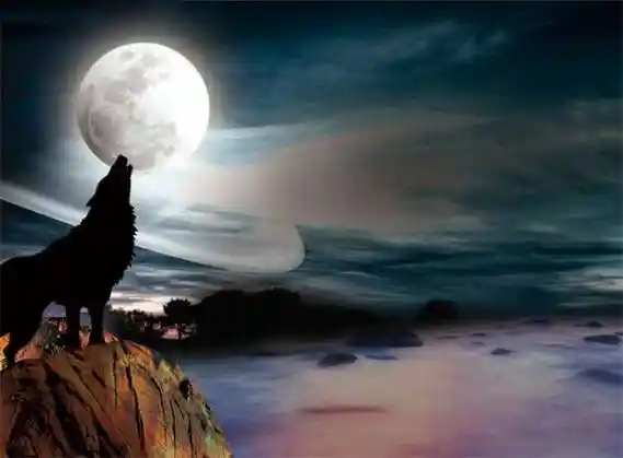 求几张狼对月咆哮的高清图要霸气一点的