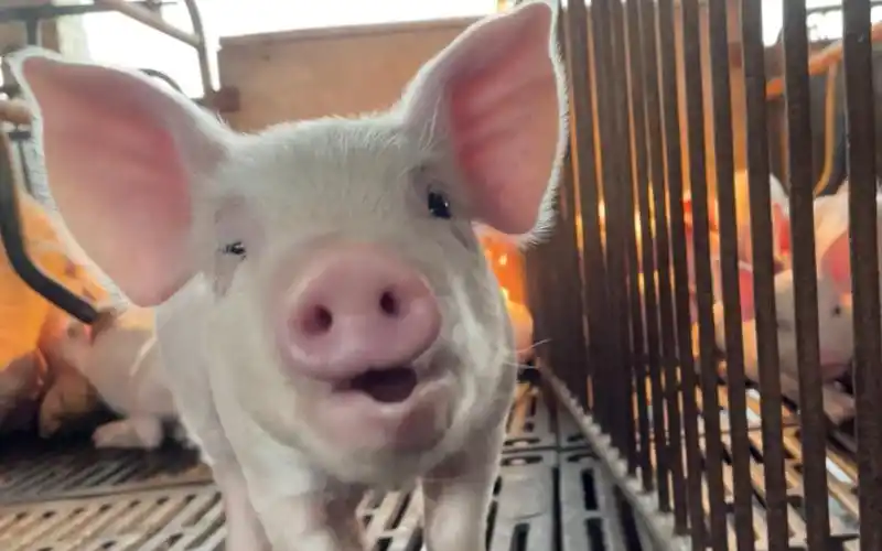 抓到一只没睡醒,打哈欠的小猪猪,摸摸大猪头,好运自然来