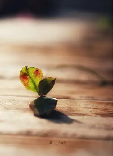 治愈你心灵的一组图,发现小美好