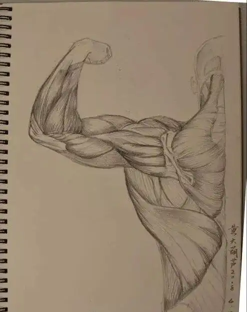 背部肌肉图解 - 知乎