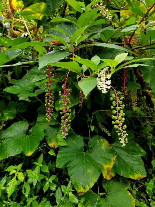 垂序商陆作为来自北美洲的植物,和本土产的商陆有着不同的