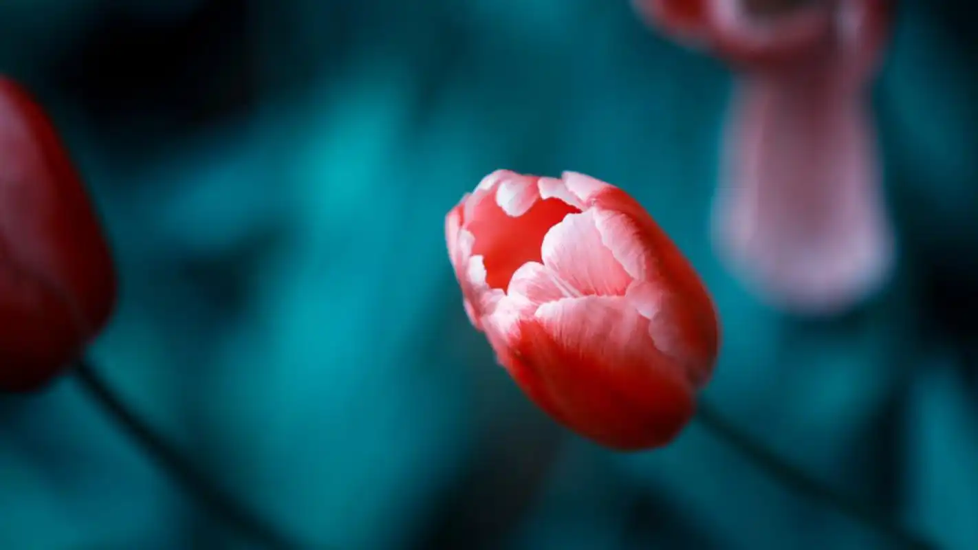 唯美郁金香图片高清电脑壁纸