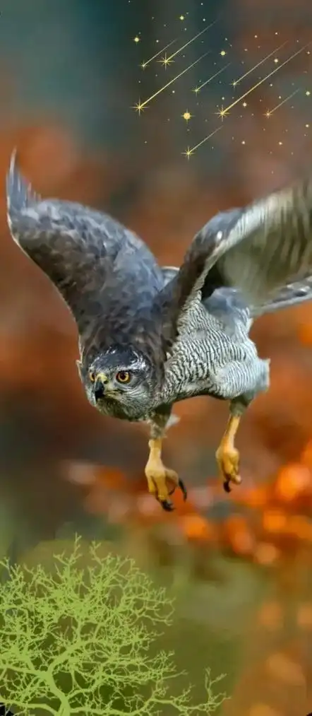 雄鹰展翅自由翱翔天空它的眼睛称为千里眼只要它看到谁都躲不过
