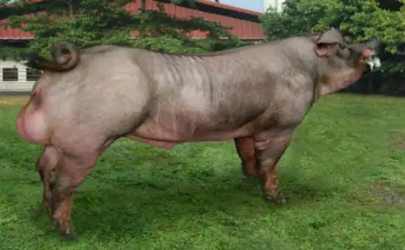 我国地方猪种的性成熟早,公猪一般在7～8月龄,体重达70～80kg重时开始