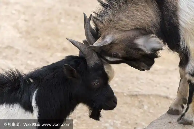 用角打架的山羊