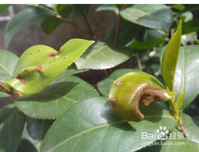 茶花叶尖干枯怎么办