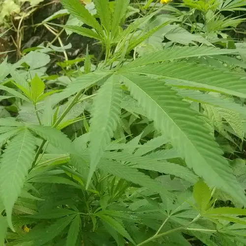 广西巴马麻叶 晒干叶子 野生植物火麻叶 山里火麻叶