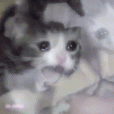 哭泣猫咪流泪动图表情包哭泣猫咪动态表情包