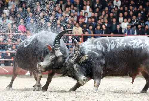 组图:侗乡牛王争霸庆佳节|斗牛|侗族|龚普康_新浪新闻