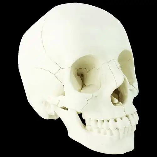医学艺用美术人体头骨模型 亚洲头颅骨解剖模型标本skull颅骨骼结