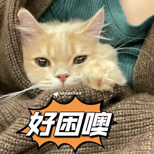 周末回看小可爱们#表情包  #小周的日常  #铲屎官的乐趣  #corgipeter