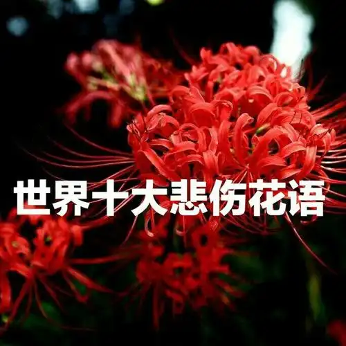 彼岸花的中国花语:"优美纯洁"代表美丽,动人,又有"恶魔的温柔"寓意3.