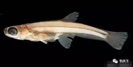 【趣事杂谈】 世界上最小的鱼——胖婴鱼-搜狐