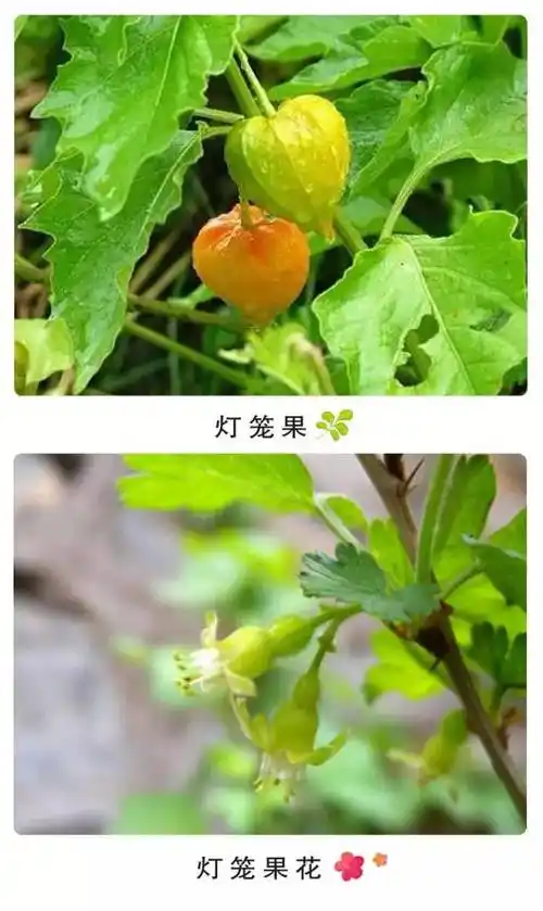 灯笼果:别名酸浆实,金灯笼,天灯笼,红姑娘,灯笼果,端浆果,天泡灯,红