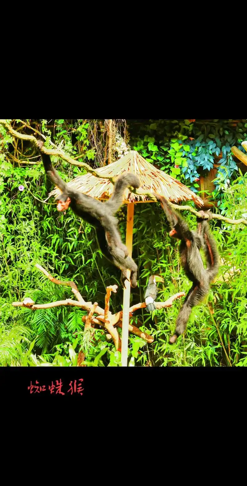 野生动物园旅行随拍#神奇动物来咯