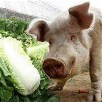 猪拱白菜图片表情包抖音猪拱白菜图片情侣头像高清