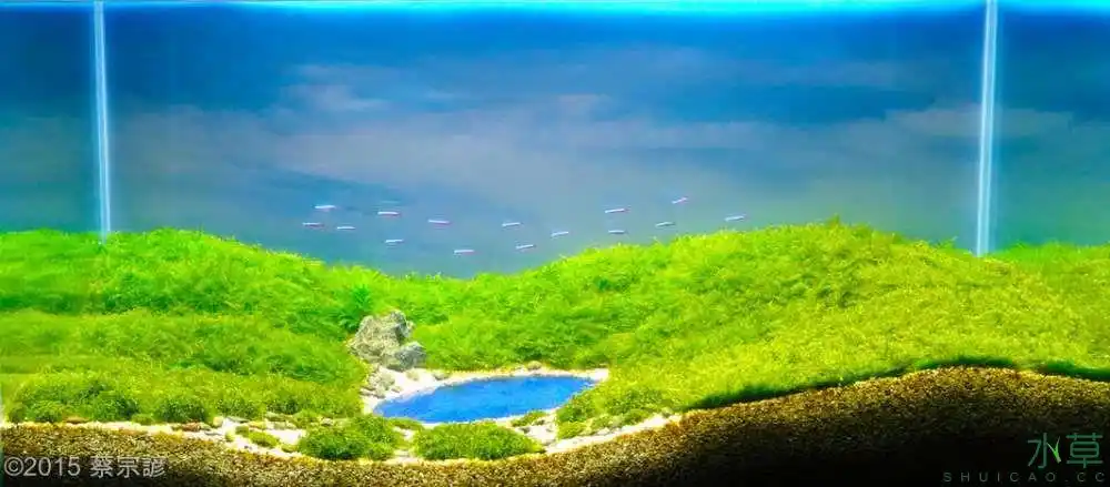 草原题材水草造景(2020-04-24)