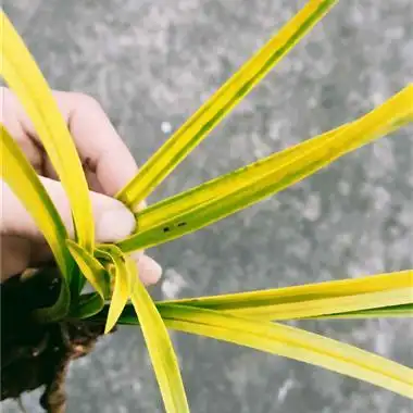 中国兰花交易网