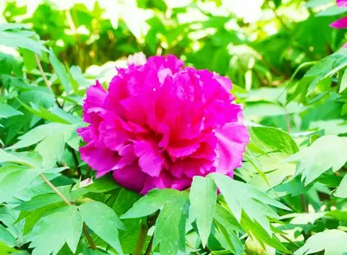 牡丹花,花中之王!