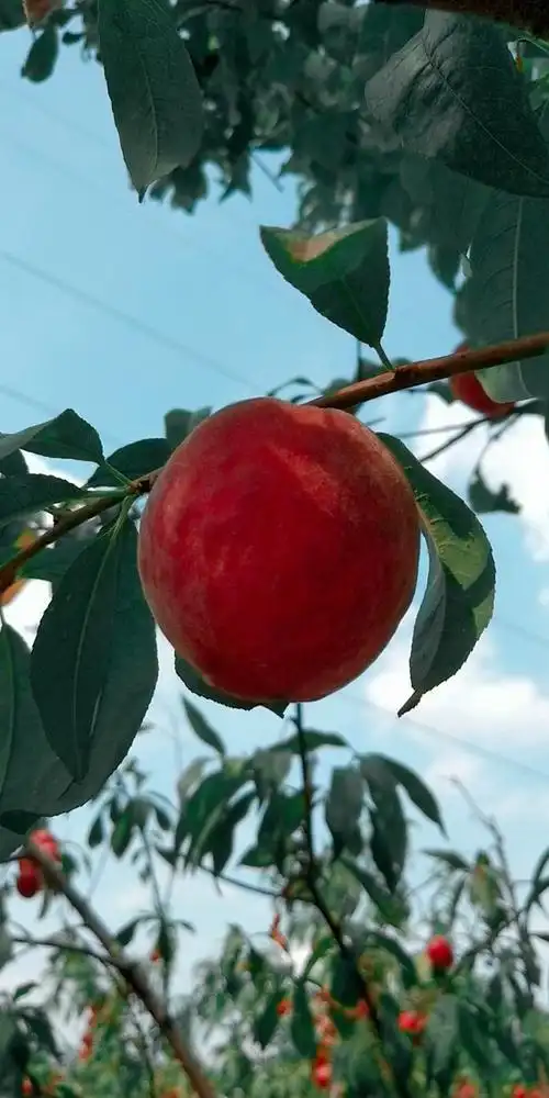 五月红桃子熟在六月里果实