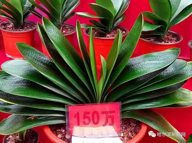 198万天价君子兰重现江湖现在花卉大市场看看不要钱丨你以为它消失了