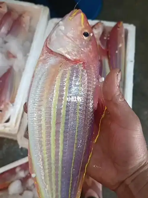 野生海钓金线鱼这个新鲜度杠杠滴