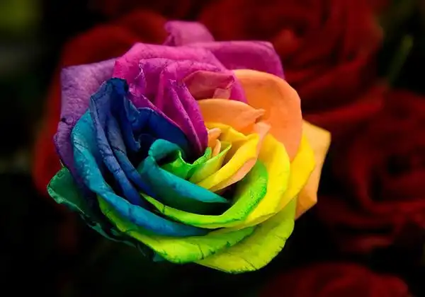 各类冷门的花的花语(各类冷门的花的花语及寓意)