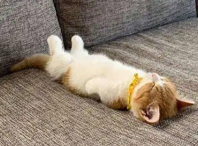 猫咪的奇葩睡姿的含义,你知道几个?