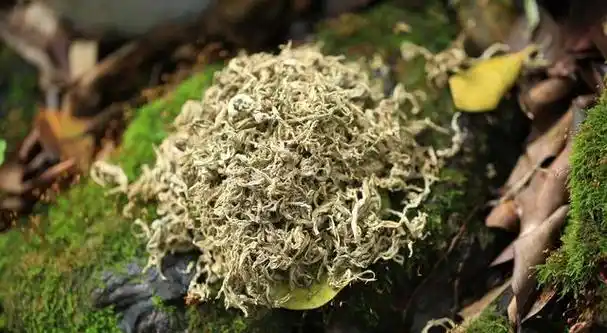 春天这5种不花钱的野菜养肝降脂祛湿散寒千万别错过