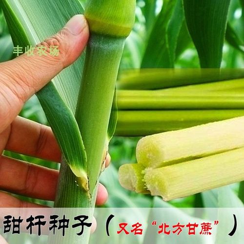 北方甘蔗种子 棵棵甜种植特甜好吃甜杆种籽苗 耐热耐寒四季甜高粱