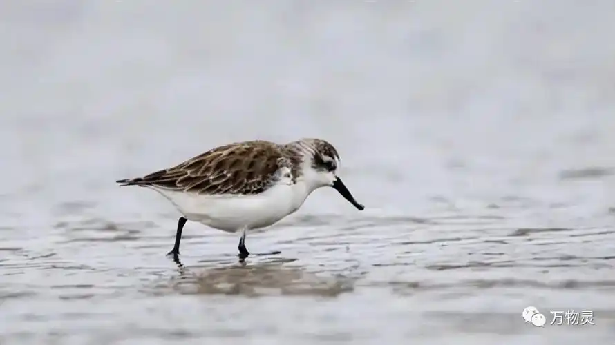 濒危萌鸟勺嘴鹬仅存700只濒临灭绝边缘