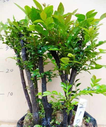 名贵小叶紫檀盆景植物室内紫檀树树桩盆栽花卉客厅桌面绿植办公室