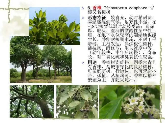 香樟 cinnamomum camphora 香 樟又名樟树 形态特征 较喜光,幼时稍耐