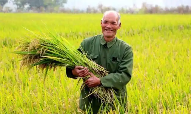 未来在农村农民土地流转出去后要面临这3个选择你咋选