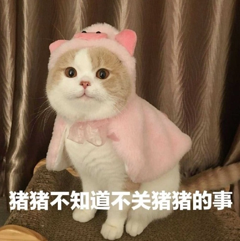 萌宠 喵星人 猫咪 可爱 文字表情包