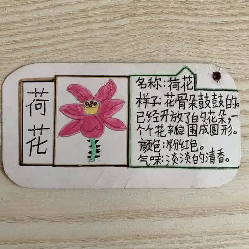 与植物朋友的约会——实验小学三(3)班植物记录卡展示活动